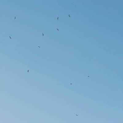 Birds in a blue sky.